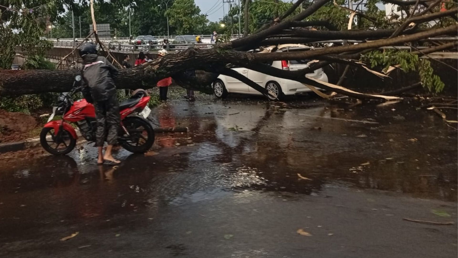 Pemkot Semarang Kembali Gerak Cepat Evakuasi Pohon Tumbang Akibat Cuaca Ekstrem