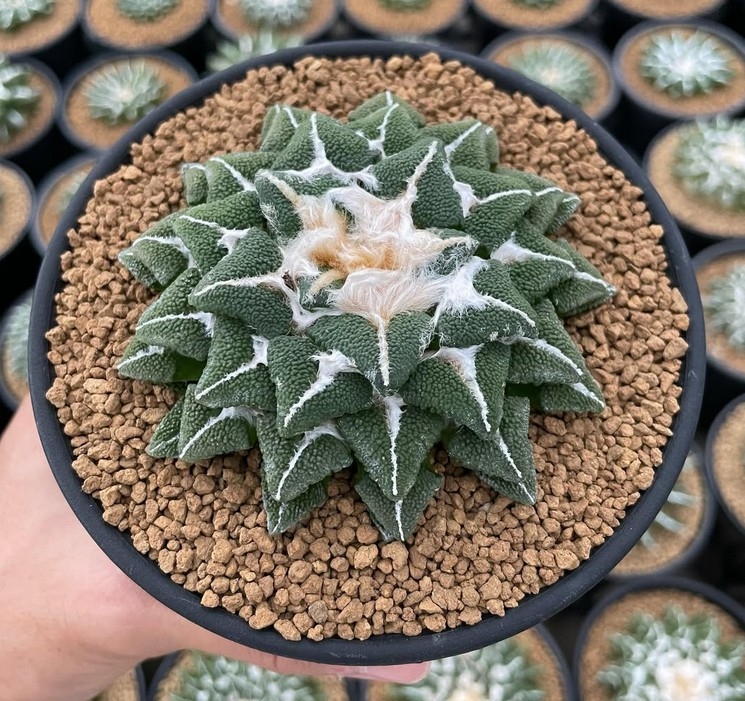 Bukan Sekadar Kaktus Biasa! 7 Tanaman Kaktus Unik Paling Diburu Kolektor Dunia di 2026