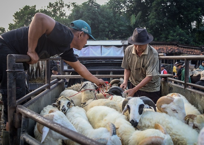 Trauma Dirampok Tak Bikin Menyerah, Pedagang Kurban Asal Kendal Kini Andalkan QRIS BRI demi Keamanan Transaksi