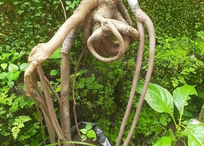 Misteri Akar Mimang yang Membingungkan: Pengaruh Magis yang Kuat di Balik Kepercayaan Masyarakat Jawa dan Bali