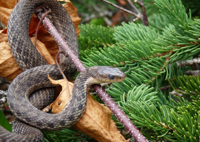 Mengusir Ular dari Rumah Saat Hujan: Lima Tips Ampuh yang Dapat Anda Coba, Dijamin Ular Langsung Pergi!