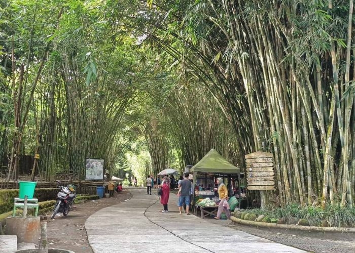 Misteri Hutan Bambu Lumajang: Mitos tentang Macan Putih dan Lorong  yang Bisa Menuju Semeru