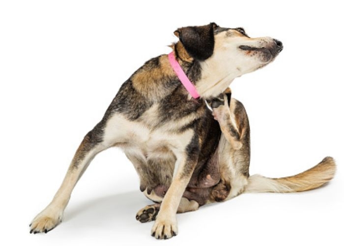 Anjing Menggaruk Telinga dan Menggigiti Kakinya? Mungkin Tanda Infeksi Jamur, Ini Tips Mengatasinya!