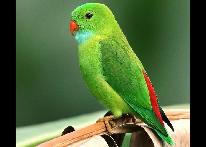 7 Cara Merawat Burung dengan Baik: Tips dan Trik agar Burung Peliharaan Selalu Sehat dan Bahagia