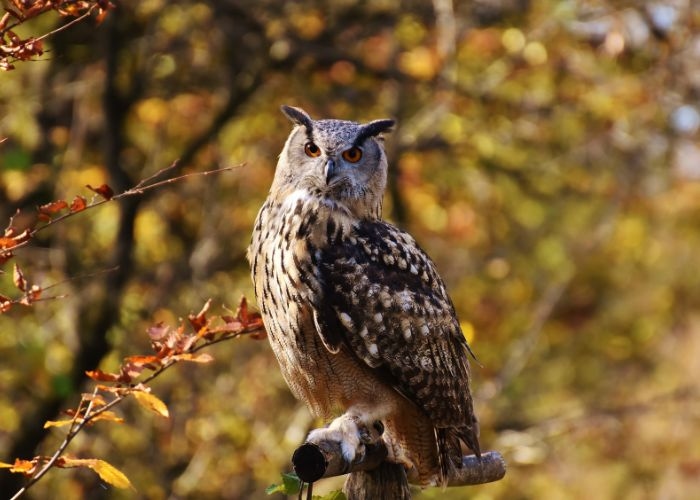 Mengungkap Sisi Misteri dari Adanya Mitos yang Menyelimuti Burung Hantu dari Berbagai Kebudayaan di Dunia
