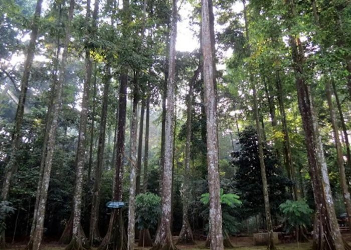 Misteri Malam di Hutan CIFOR, Bogor: Kisah Angker Sebuah Penampakan Hantu Berkepala Besar
