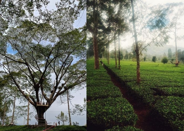 Jateng Vibes! Melihat Keindahan Alam di Hidden Gems Rumah Peri Wonosobo, Tempat Healing di Tengah Perkebunan Teh Tambi