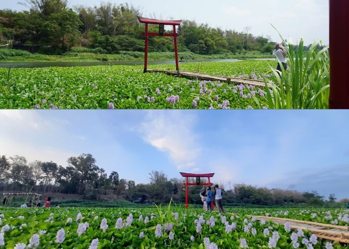 Wisata Vibes! Menyusuri Keindahan Kalinampu Natural Park: Taman Bernuansa Jepang dengan Keindahan Bunga Enceng Gondok di Bantul