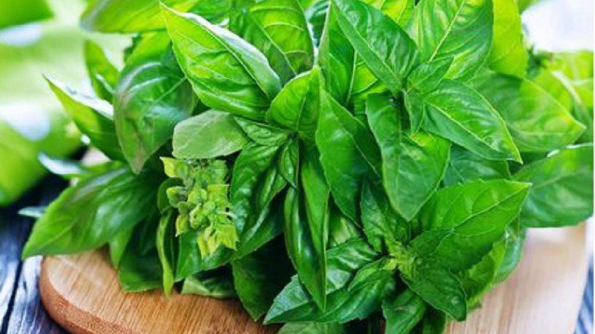 Beli Sekali Panen Berkali-kali! Cara Mudah Tanam Kemangi di Rumah Hanya Modal Batang Sisa Dapur