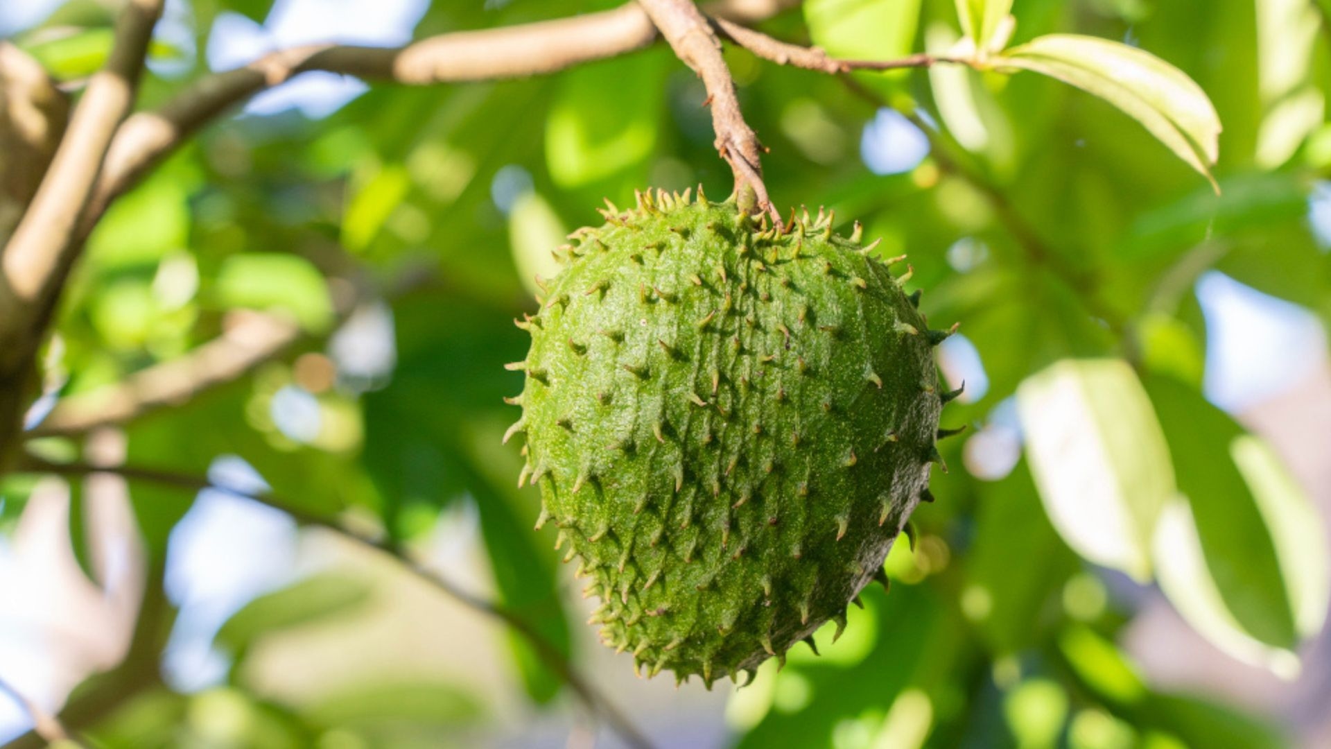Panen Melimpah dari Rumah! 6 Rahasia Pohon Sirsak Berbuah Lebat dan Manis Meski Tanpa Lahan Luas