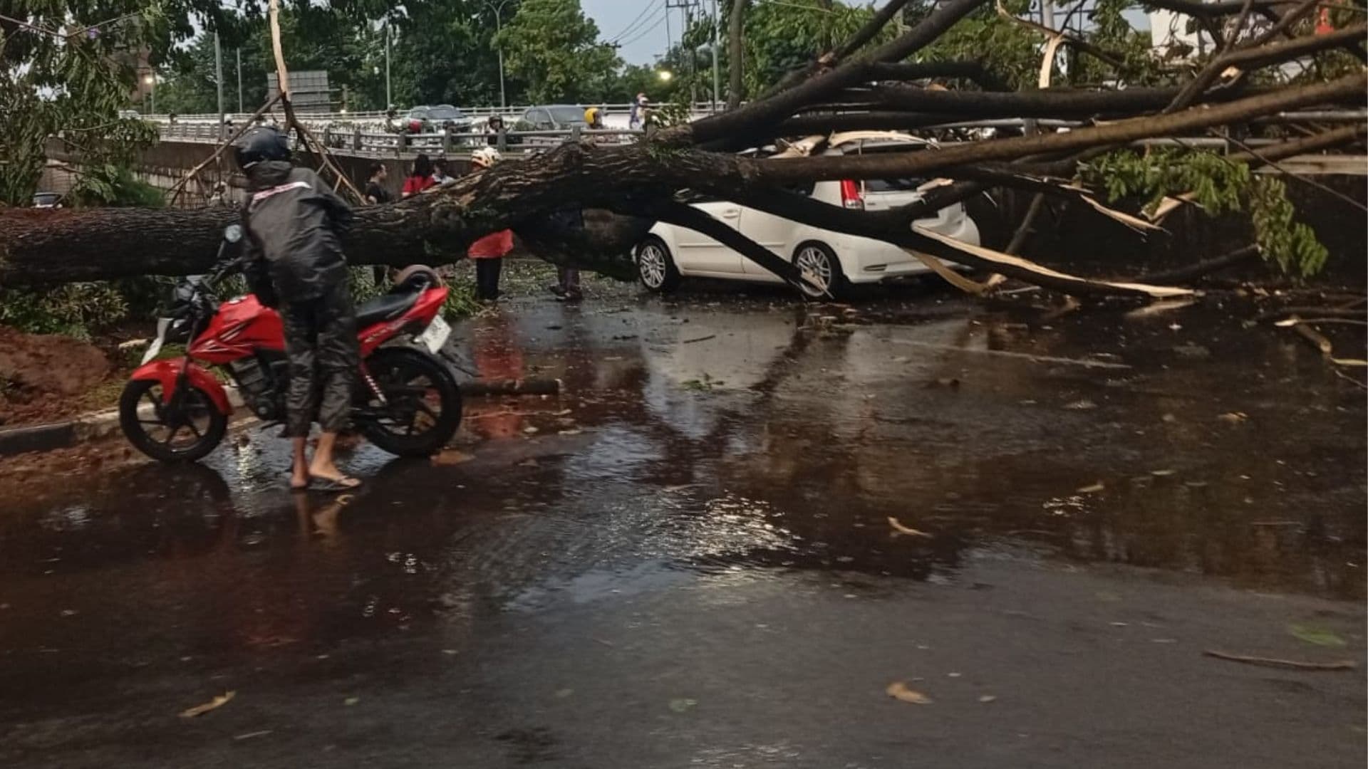 Pemkot Semarang Kembali Gerak Cepat Evakuasi Pohon Tumbang Akibat Cuaca Ekstrem