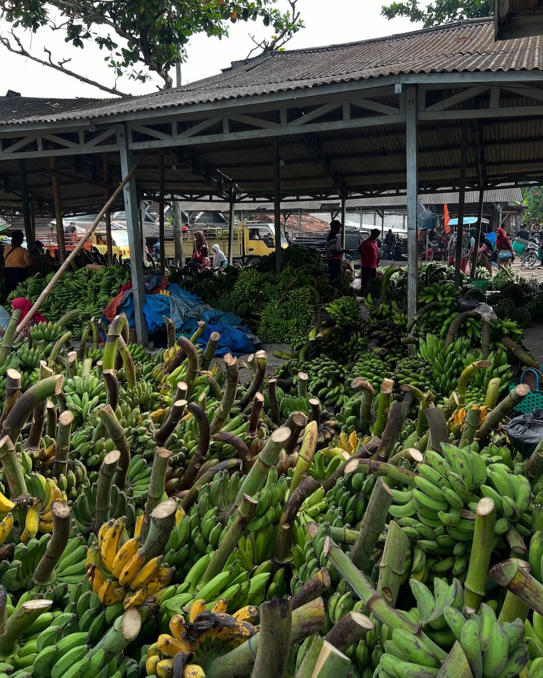 Fakta Unik Seputar Pasar Pisang Juwangi: Lautan Pisang Se-Jateng dengan Omzet Miliaran Rupiah Per Minggu