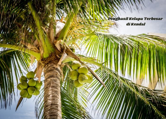 Inilah 7 Daftar Juara Penghasil Kelapa Terbesar di Kabupaten Kendal: Membongkar Surga Kelapa di Jawa Tengah
