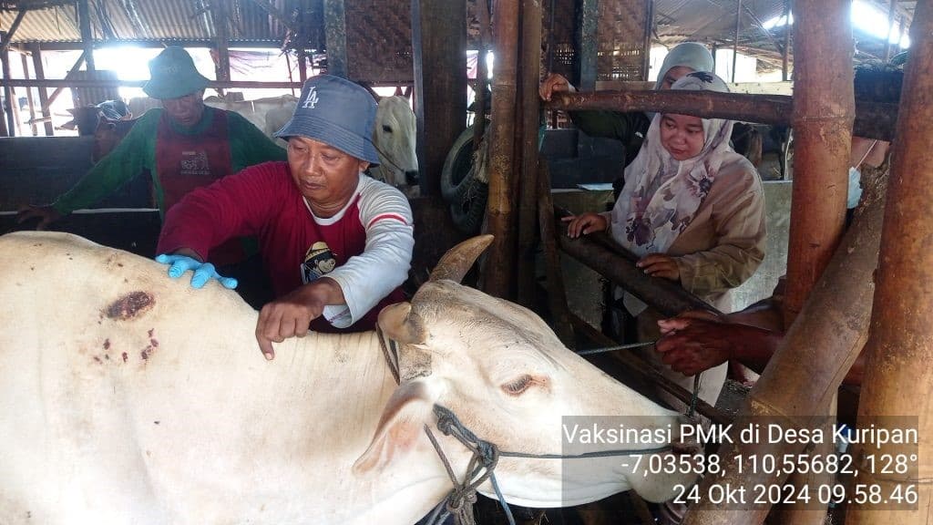 Kementan Gerak Cepat Tangani PMK, Lakukan Vaksinasi Massal Serentak Beberapa Propinsi Di Indonesia