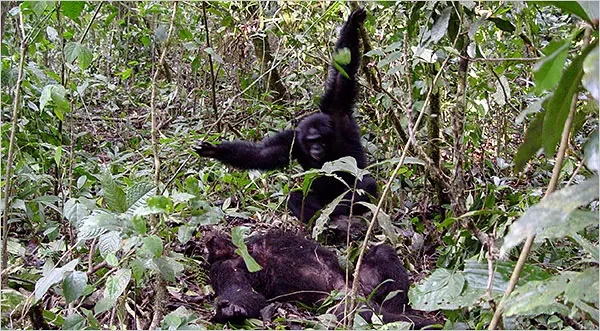 Australia Kalah Perang Melawan Burung Emu? Ini 5 Perang Hewan Paling Absurd