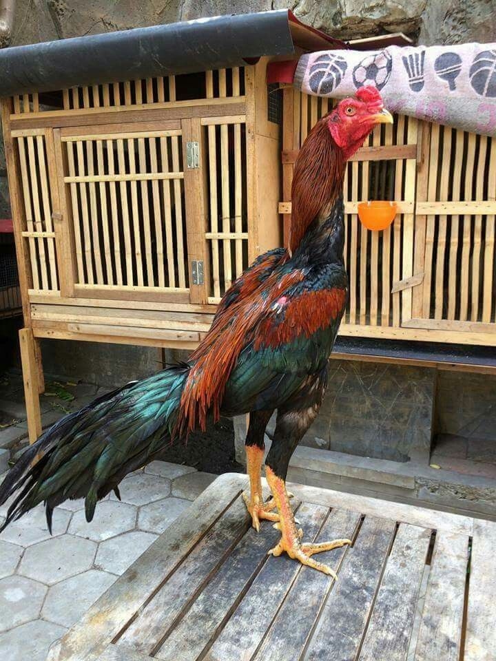 Bukan Sekadar Suara! Ternyata Ini Makna dan Arti Tersembunyi di Balik Ayam Berkokok di Siang Hari
