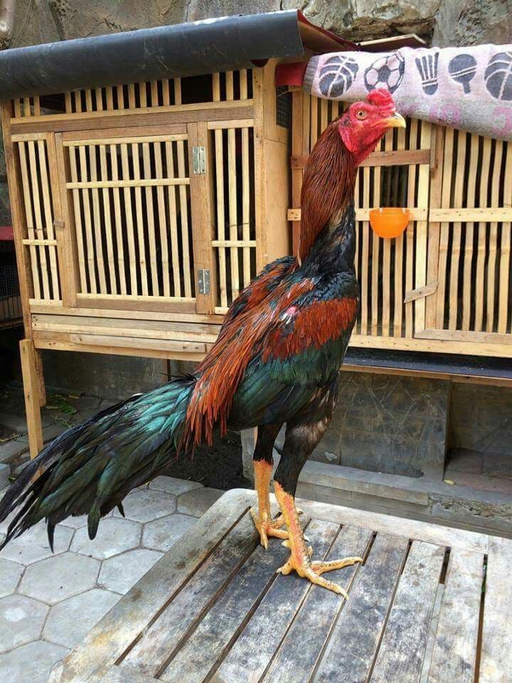 Bukan Sekadar Suara! Ternyata Ini Makna dan Arti Tersembunyi di Balik Ayam Berkokok di Siang Hari