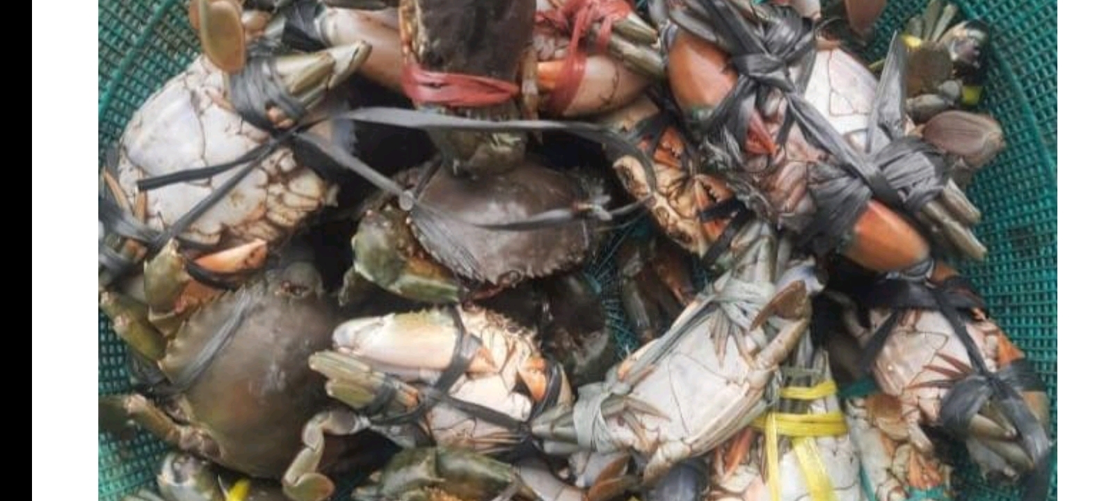 Musim Kemarau, Nelayan Dukuh Bedono Demak Mampu Hasilkan Kepiting 30 Kilogram Per Hari