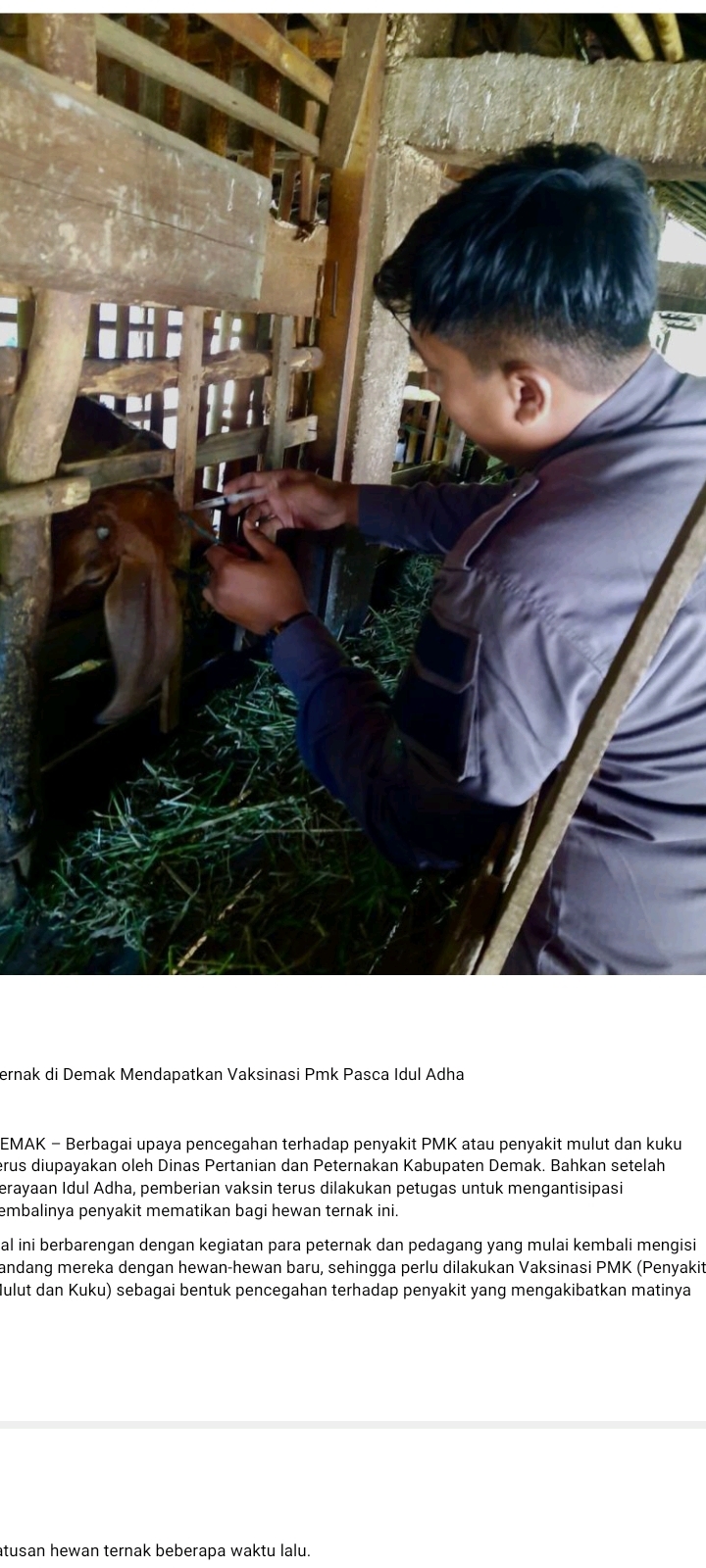 Ternak di Demak Mendapatkan Vaksinasi PMK Pasca Idul Adha