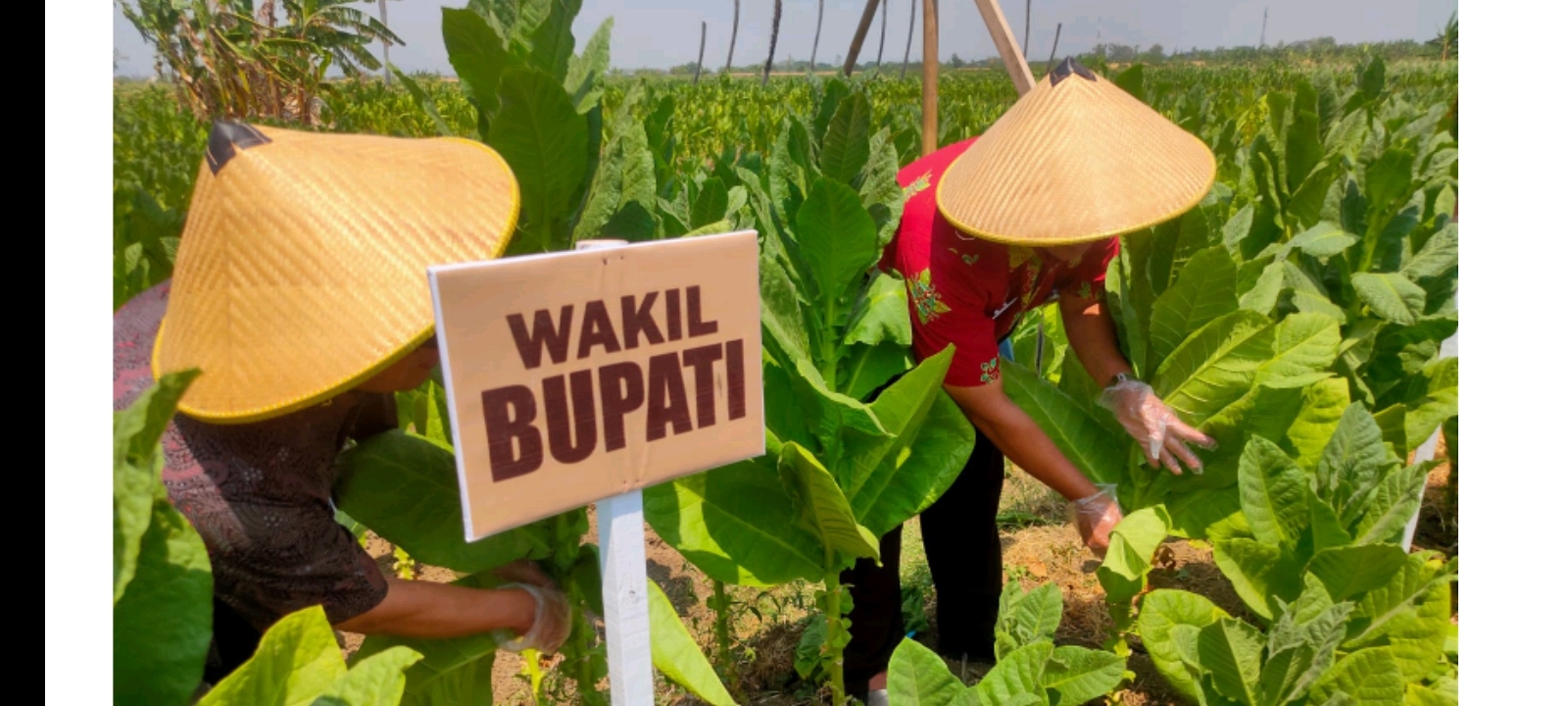 Tembakau Demak Panen Raya, Harga Mencapai 60 ribu per Kilonya