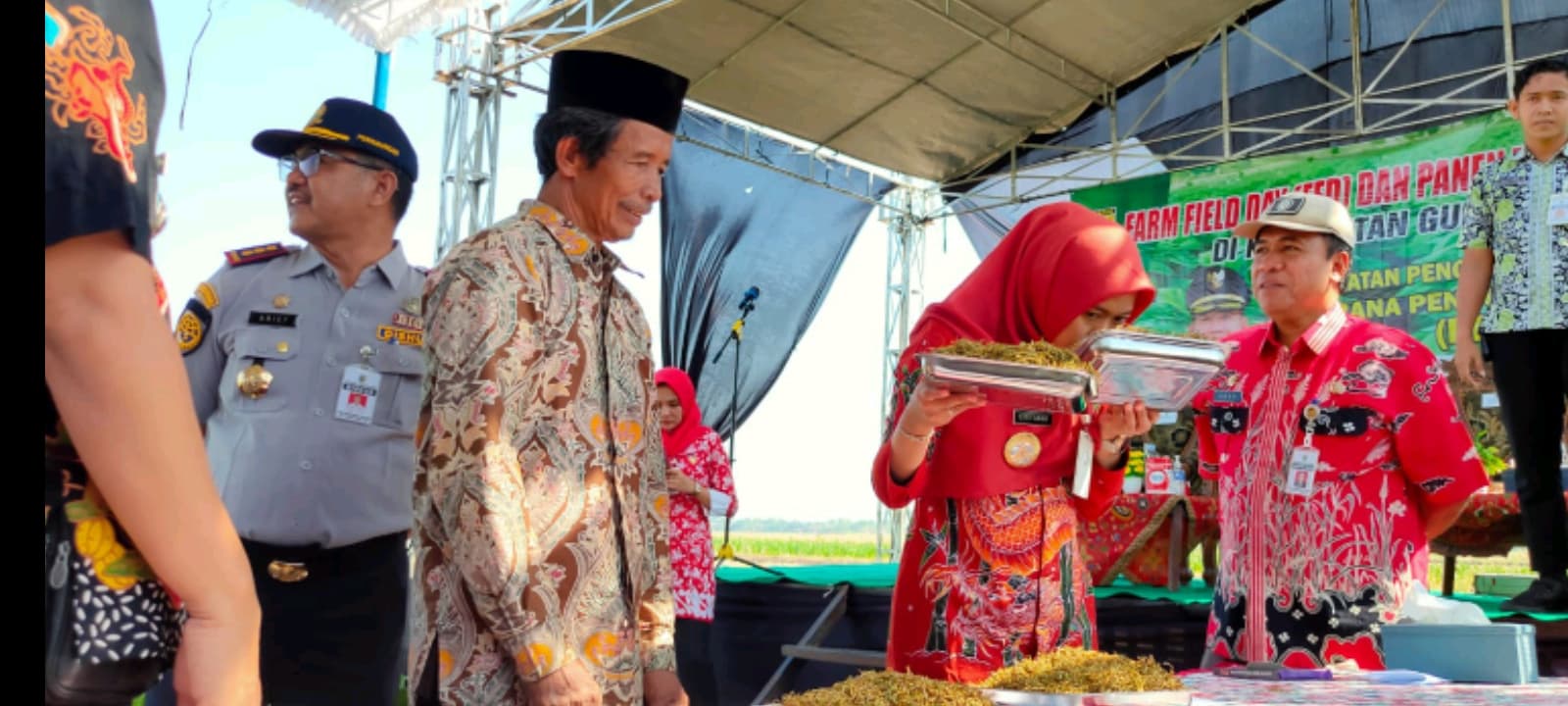 Panen Tembakau di Desa Sidokumpul Guntur, Harga Tembakau Melambung