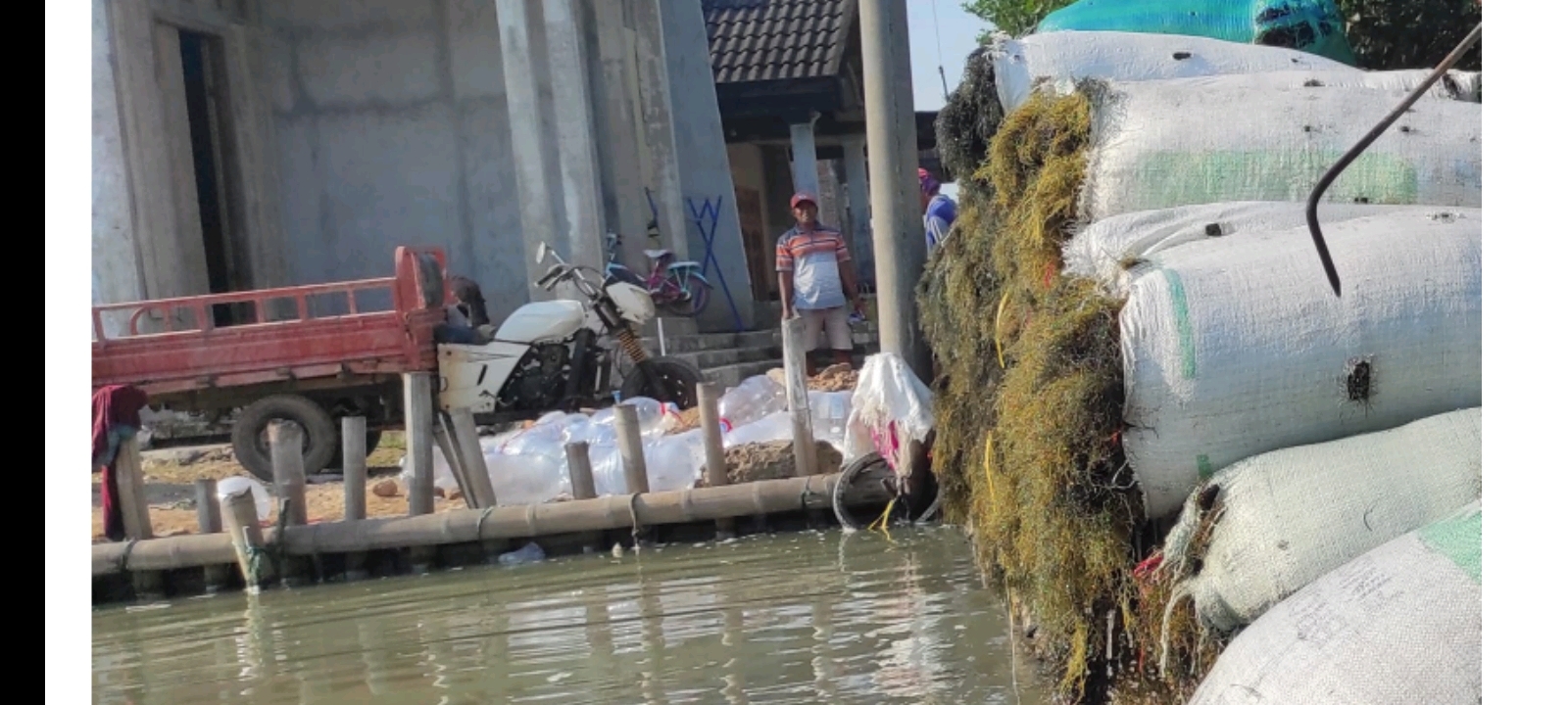 Panen 700 Kg Per Hari, Rumput Laut Demak Kualitas Ekspor