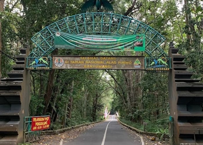 Menguak Misteri Alas Purwo: Sejarah dan Kisah Gayatri Rajapatni Sang Penjaga Hutan Tertua di Pulau Jawa