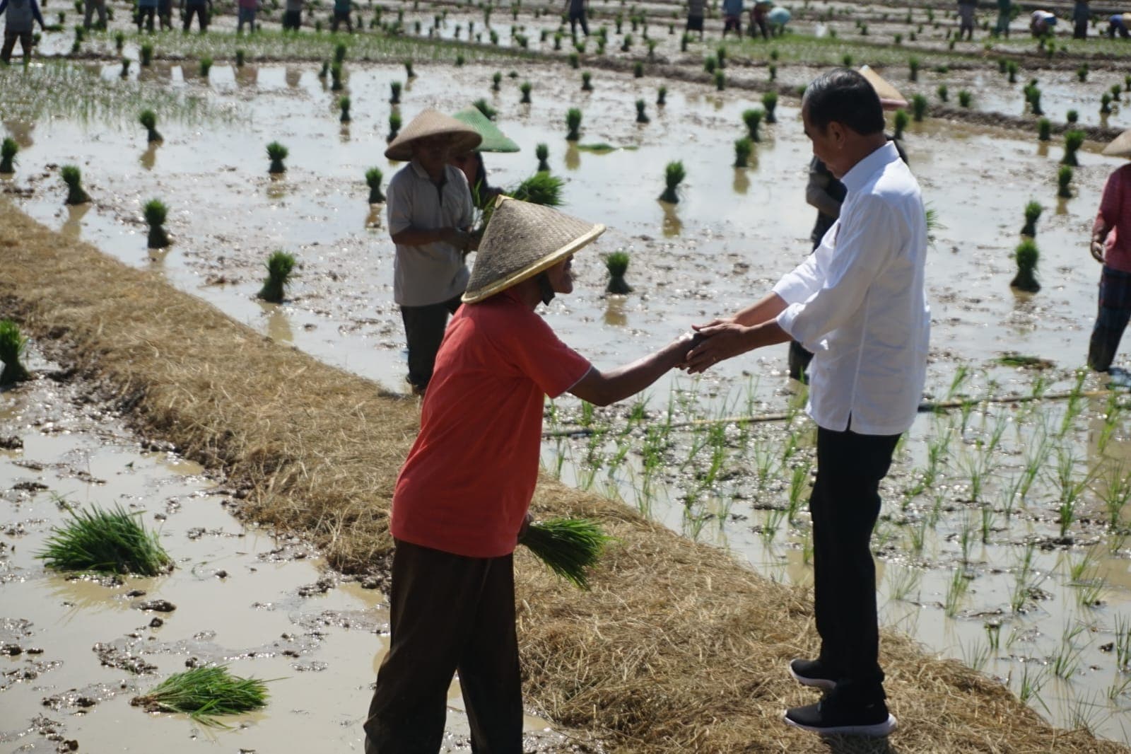 Presiden Jokowi Sapa Puluhan Ribu Petani, Penyuluh & Babinsa Se - Jawa Tengah
