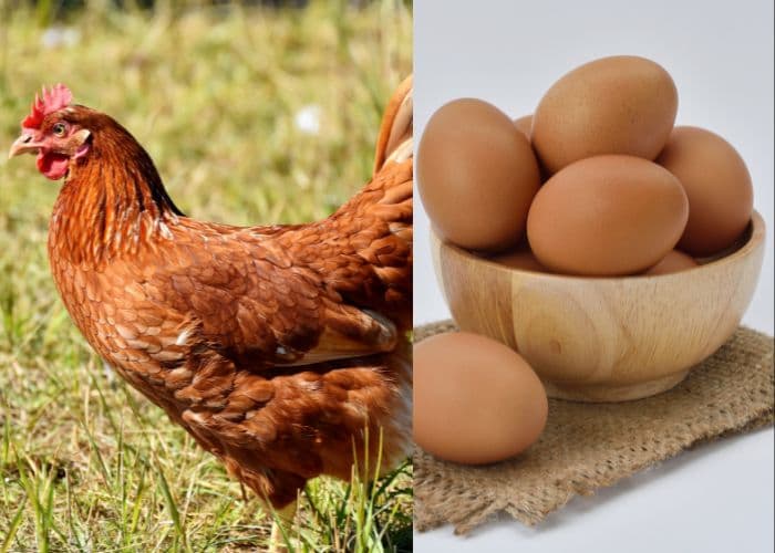Duluan Mana Antara Ayam dan Telur? Pertanyaan Misteri yang Sudah Terpecahkan, Atau Semakin Kompleks!