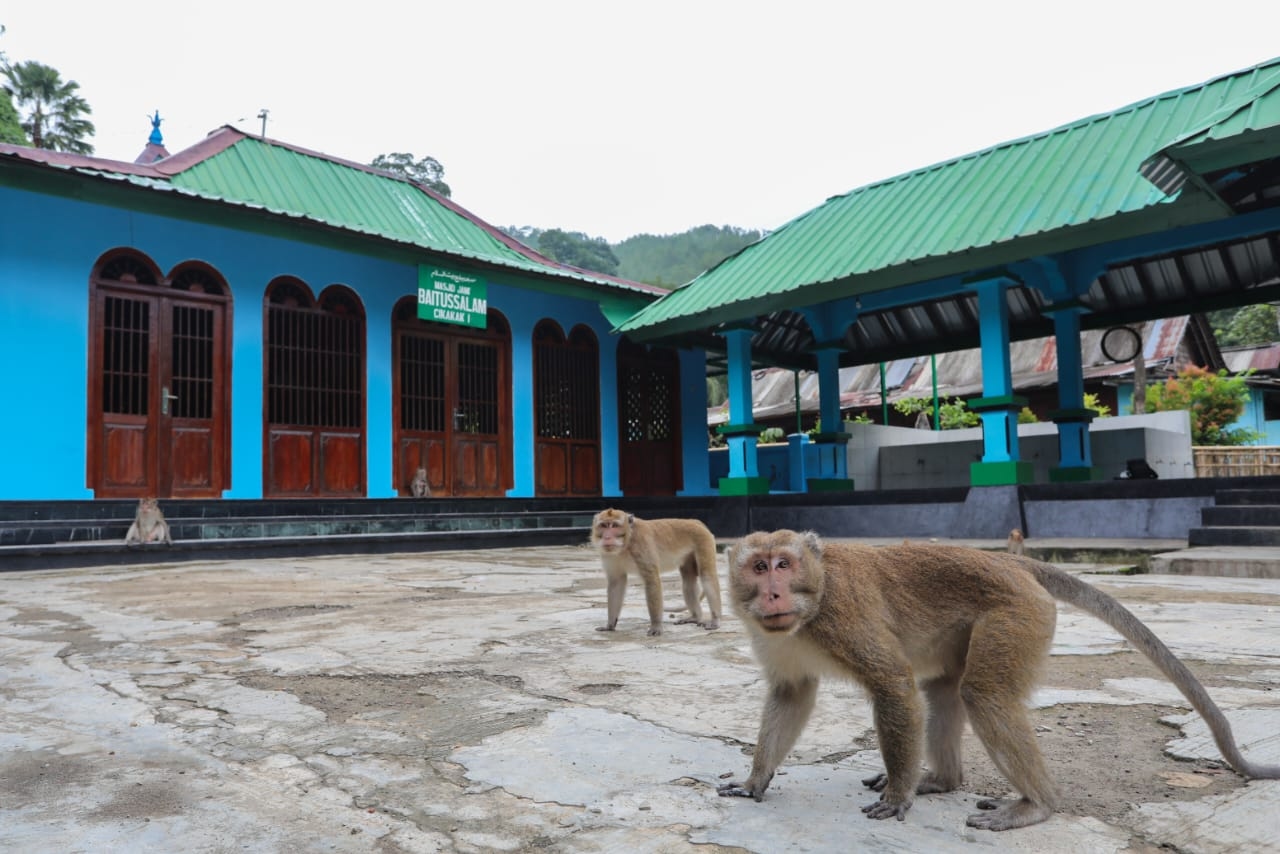 Masjid Saka Tunggal Banyumas: Unik dengan Tiang Tunggal dan Dikelilingi Kawan Kera