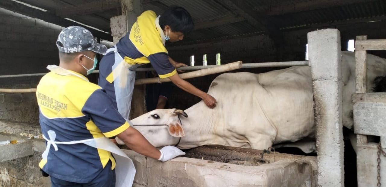 Jawa Tengah Distribusikan 21.000 Dosis Vaksin Anthrax untuk Antisipasi Penyebaran