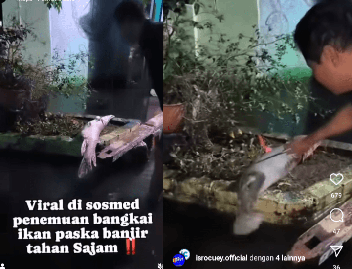 Viral di Medsos, Warga Temukan Ikan yang Tak Mempan Pisau Setelah Banjir