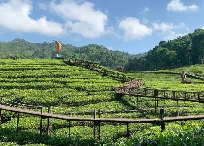 Mengulas tentang Kebun Teh Gunung Gambir: Destinasi Wisata Alam yang Menyegarkan di Jember, Jawa Timur