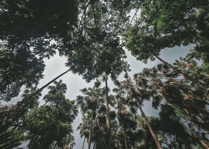 Misteri dan Legenda Hutan Kamchanod: Mitos Naga Thailand yang Bersemayam di Hutan serta Acara Festival Hantu