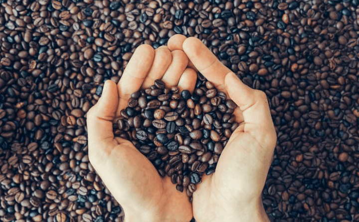 Meskipun Dekat Laut, Ternyata di Kawasan Pantura Jepara Ada 13 Desa Penghasil Biji Kopi Terbaik