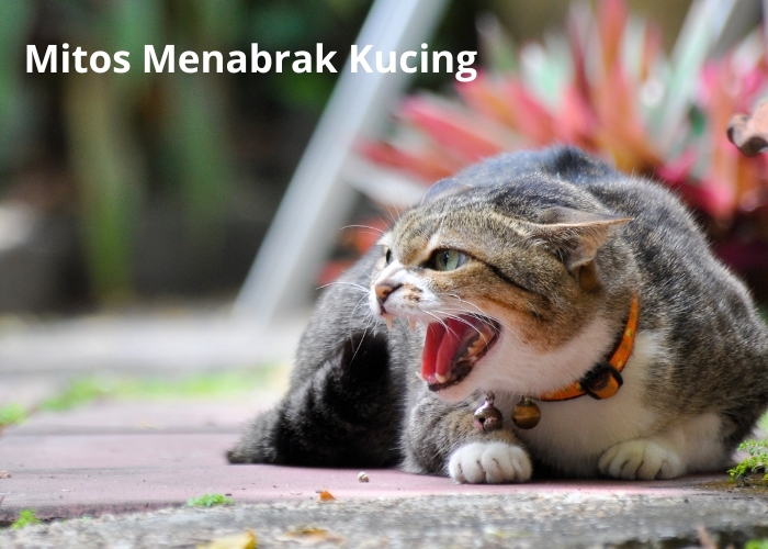Menabrak Kucing Bisa Membawa Sial, Mitos atau Fakta? Berikut Makna dibalik Mitos yang Sudah Beredar Luas di Masyarakat Berdasarkan Primbon