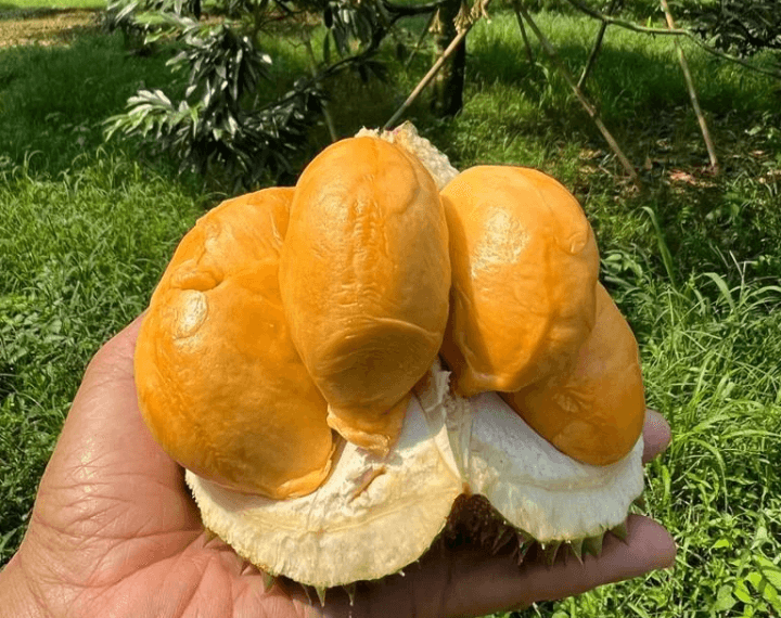 Rezeki Selegit Rasanya, Ini 5 Kecamatan Penghasil Durian Terbanyak di Kabupaten Wonosobo, Terbanyak 50 Ribu Kuintal