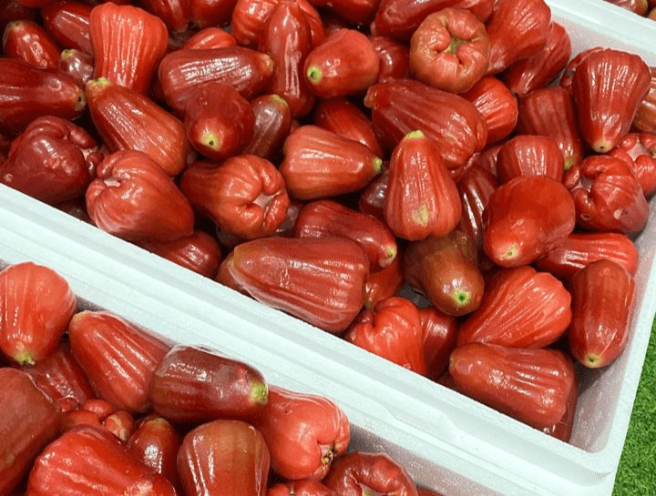 Panen Melimpah, 5 Kecamatan di Kabupaten Grobogan Penghasil Buah Jambu Air, Jadi Komoditas Andalan