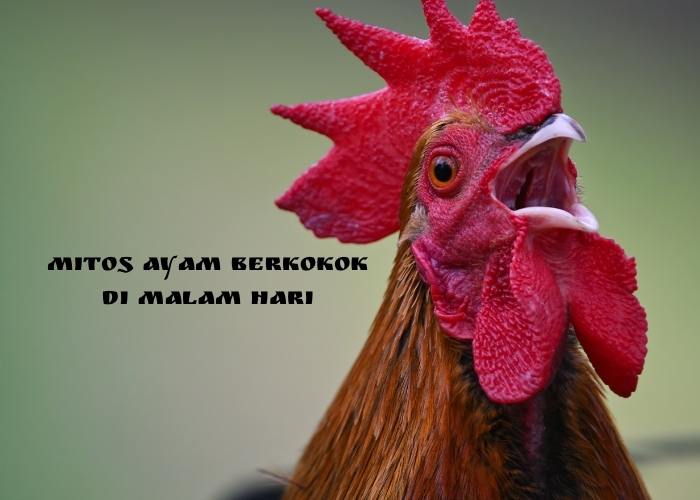 Mengungkap Mitos dan Misteri Dibalik Ayam Berkokok di Malam Hari: Apakah Ada Pertanda Suatu Hal? Berikut Penjelasannya!