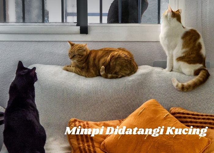 Kucing dalam Mimpi: Pertanda Baik atau Buruk? Mengungkap Makna dan Tafsiran di Balik Mimpi Diikuti Kucing