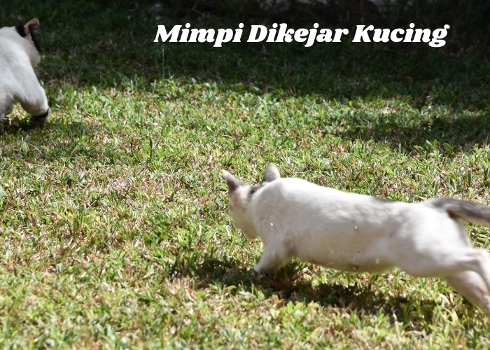 Lebih dari Sekedar Mimpi Buruk: Mengungkap Tafsiran dan Arti dari Mimpi Dikejar Kucing