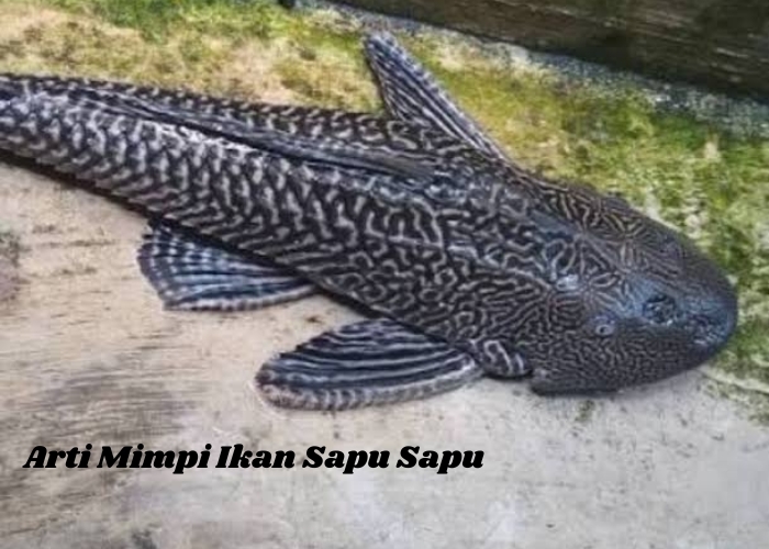 Mimpi Ikan Sapu-Sapu: Pertanda Keberuntungan atau Kesialan? Ternyata Ini Tafsiran dan Artinya!