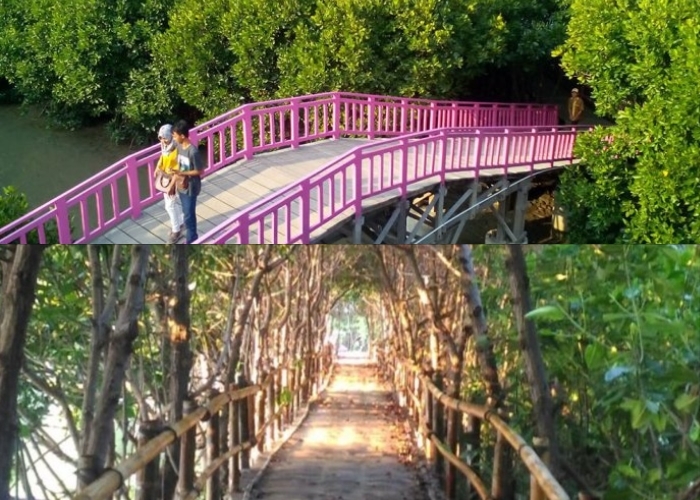 Pecinta Alam Wajib Datang! Jelajahi Hutan Mangrove Brebes dan Rasakan Sensasi Wisata yang Berbeda di Tahun 2024 Ini