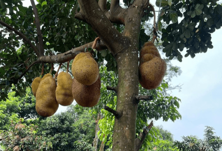 5 Kecamatan Penghasil Buah Nangka Paling Banyak di Kabupaten Semarang, Bandungan Dapat Berapa Kuintal Ya?