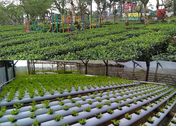 Gak Cuma Bercocok Tanam! Jelajahi 4 Pertanian Terbaik yang Penuh Pesona di Jawa Tengah, Melihat Langsung Hamparan Sawah dengan Segala Aktifitasnya
