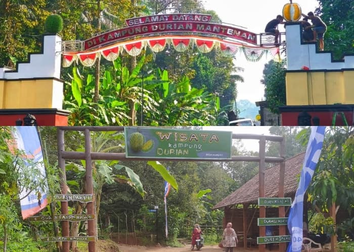 Duren Jateng Vibes! Liburan ke Jawa Tengah Gak Lengkap Kalau Belum Mencicipi Durian di 3 Destinasi Ini! Wajib Disave Bagi Duren Hunter