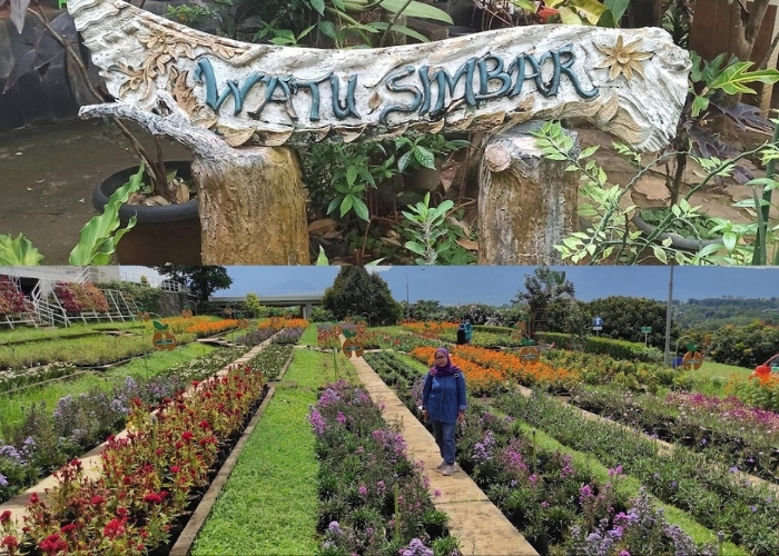 Semarang Healing Hits! 4 Destinasi Wisata Petik Buah di Semarang yang Wajib Dikunjungi, Bisa Langsung Dipetik dari Pohonnya