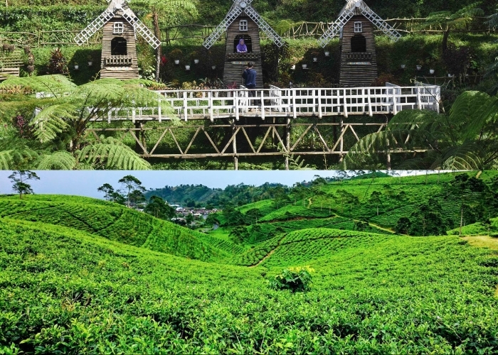 Jateng Tea Adventure! Rasakan Sensasi Berada di Tengah Kebun Teh yang Luas dan Hijau di 4 Tempat Hits Ini! Wisata Healing Anti Mainstream