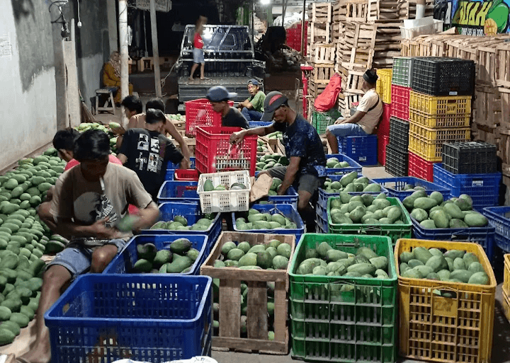 Pekalongan Panen Mangga, Ini 5 Kecamatan Penghasil Buah Mangga Terbanyak di Wilayah Kabupaten Pekalongan