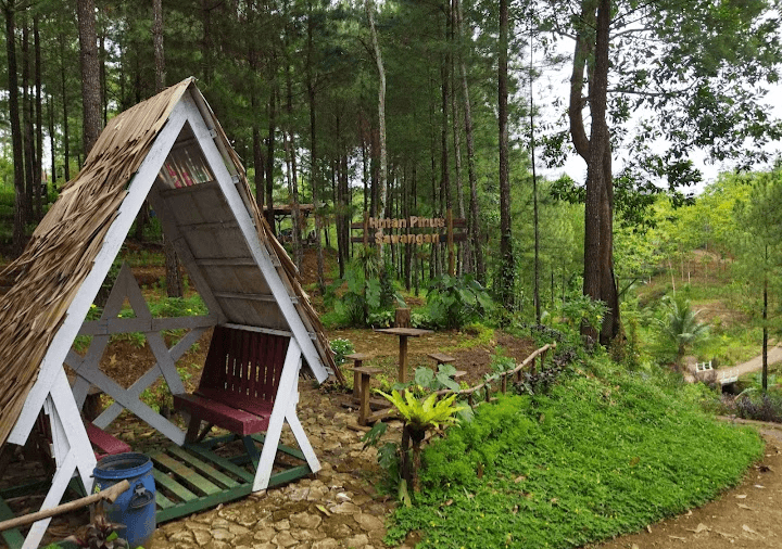 7 Alasan Kenapa Kenapa Hutan Pinus Sawangan di Kabupaten Banyumas Cocok Buat Healing di Akhir Pekan